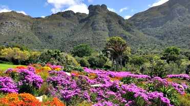 Kirstenbosch National Botanical Garden